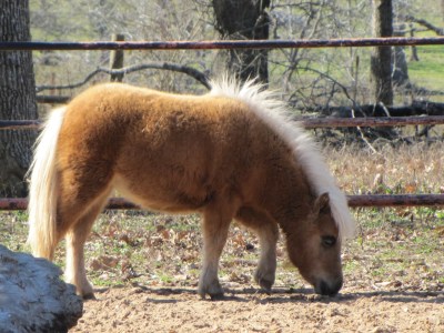 Grazing in the corral