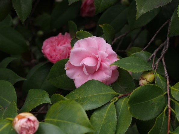 OLYMPUS DIGITAL CAMERA