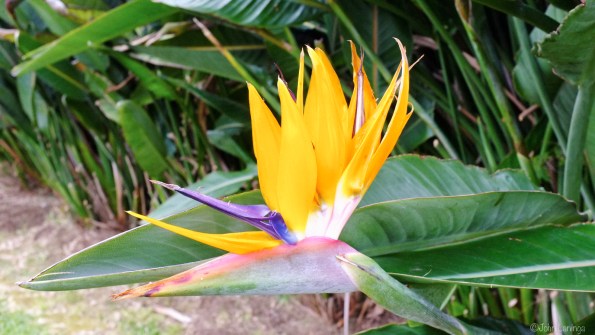 Bird of paradise