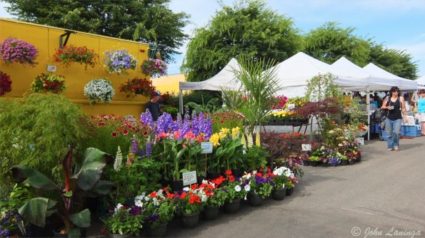 Lots of fresh flowers