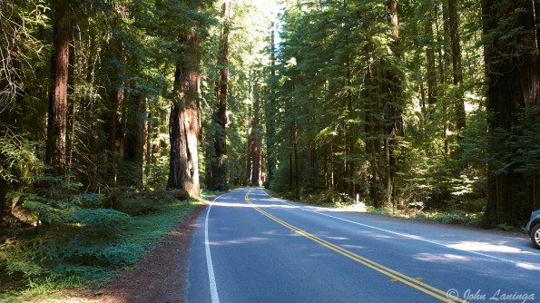 The road is well shaded by giant trees