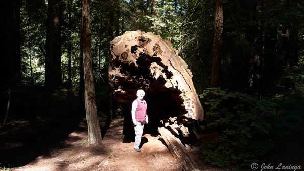 The size of the trees are impressive when compared to a person