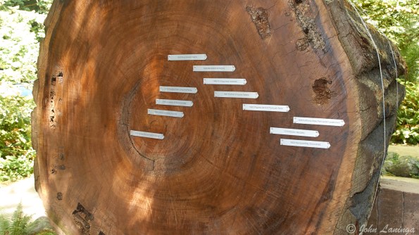 This tree has rings dating it back to 953 AD... so some 2,200 years old