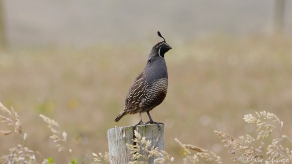 Quail