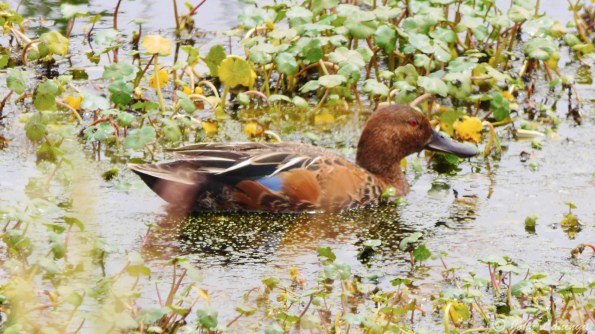 Blue winged teal