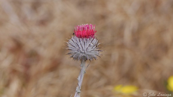 Thistle flowers