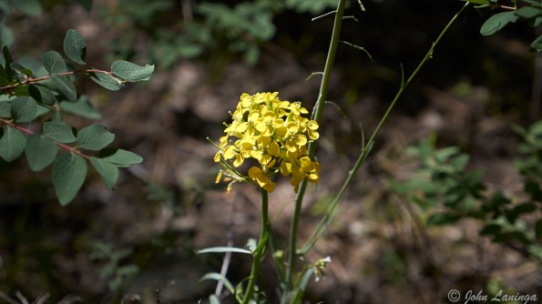 Some of the wildflowers