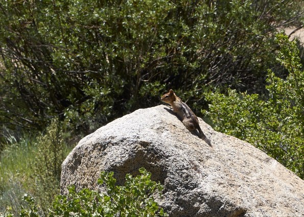 Had to share this little fella