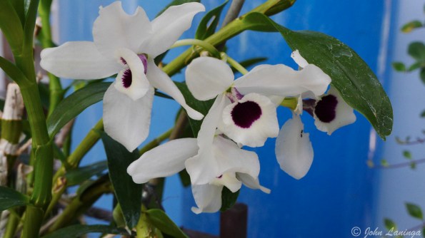 Flowers in the arboretum, 3