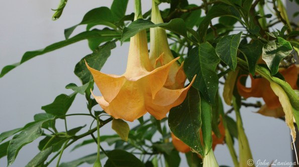 Flowers in the arboretum, 2