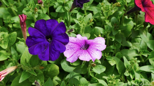 Flowers in the arboretum, 1