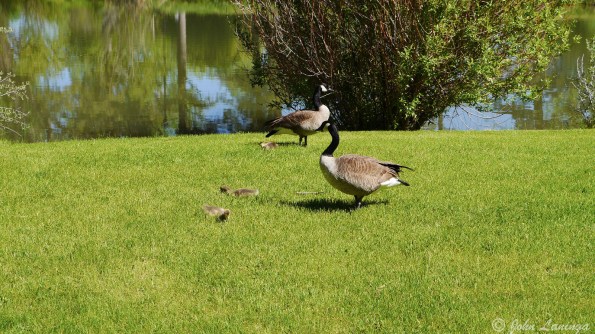 Don't get too close to those geese...