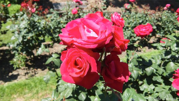 Red roses.. every woman's dream