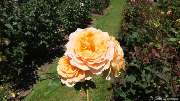 Yellow is another prevalent color