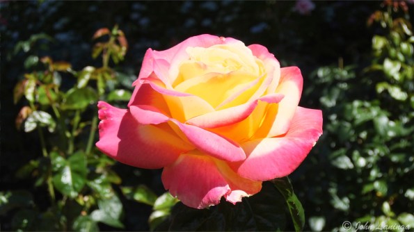 Variegated colors make an interesting contrast