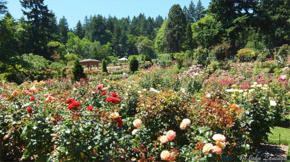 Part of the rose garded