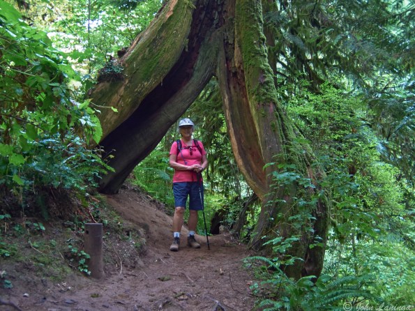 Romola by a strange tree