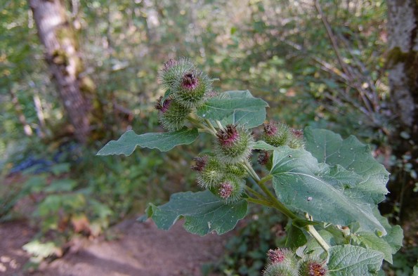 Some interesting plant growtj