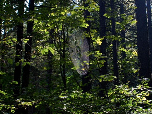 A spider web, just visible in the sunlight