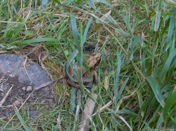 A little froggy didn't like our intruding his living space