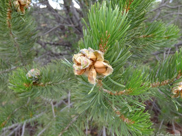 A pine cone, bursting open to expose the seeds inside