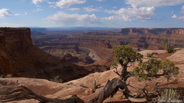 A stunted tree in front of an expanded view