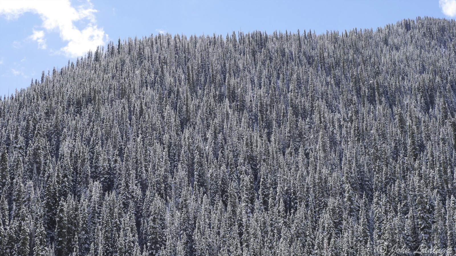 Snow covered evergreen trees