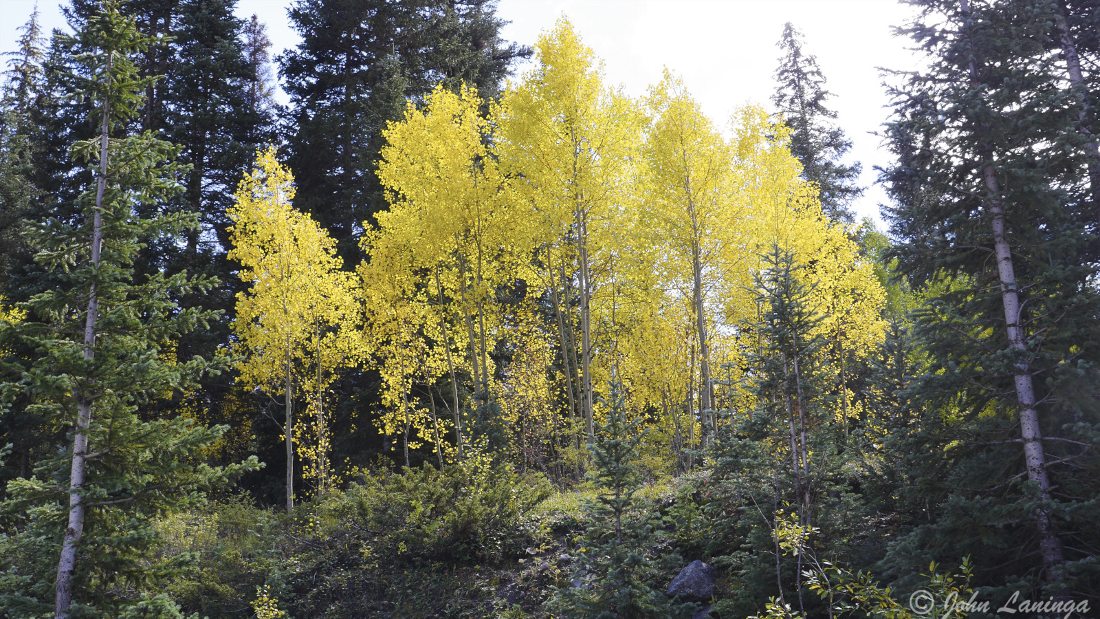 Aspen trees in all their fall glory