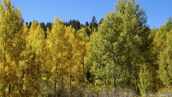 Colorful quaking aspens