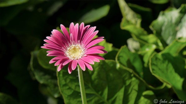 A colorful gerbera