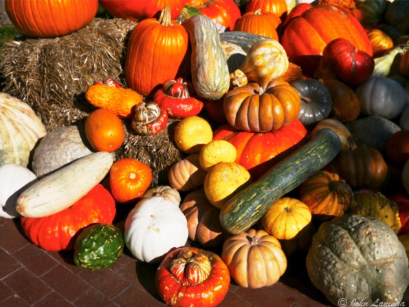 A variety of pumpkins