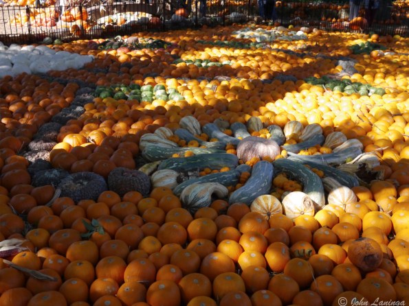 Using pumpkins to make a design