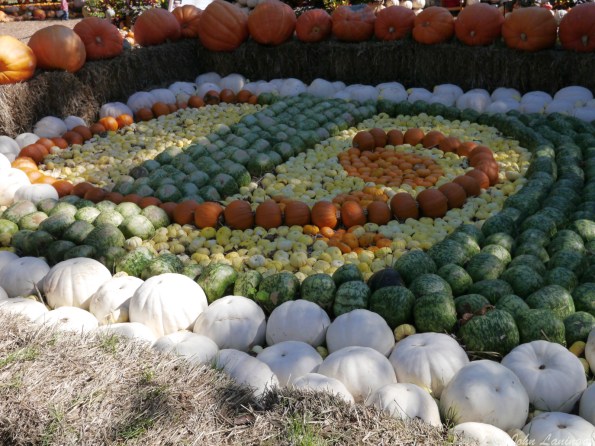The new Arboretum logo in pumpkins -- 4,000 of them
