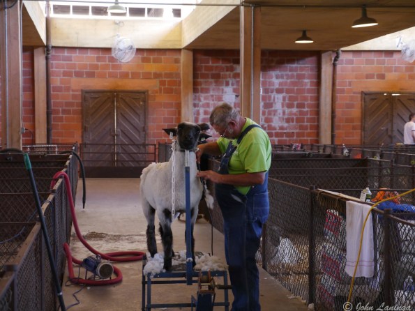 Of course, animals... here sheep being shorn