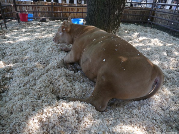 Gotta have a cow at the fair