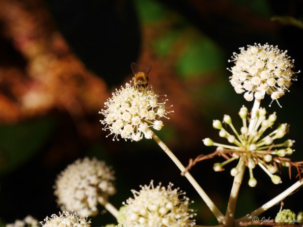 Check out the bee....