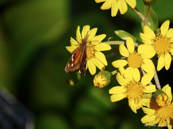 Butterfly on flower