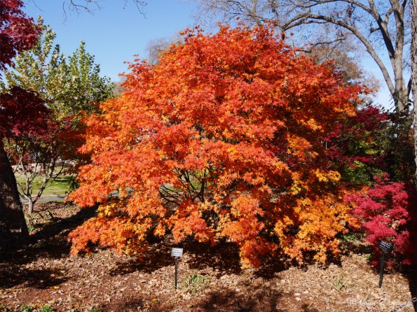 Oak tree in fall color
