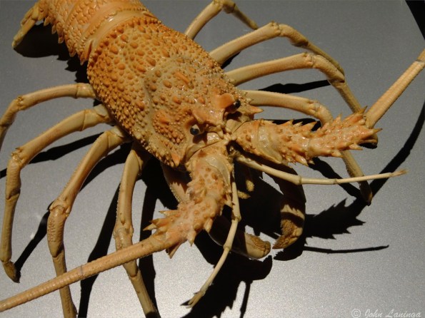 These look much better cooked and on a plate