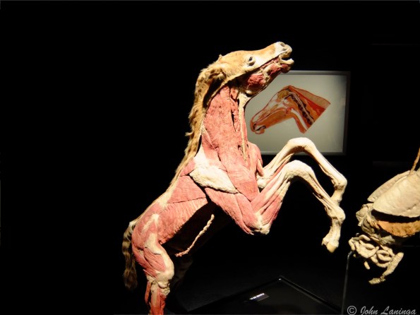 Really?  all that is under the fur?