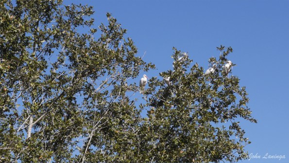 White ibis, roosting in a tree
