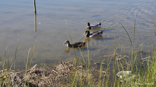 Female and two ducks