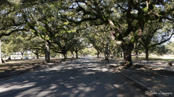 A promenade of oak trees