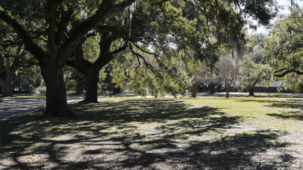 These oak trees are bigger around than they are tall