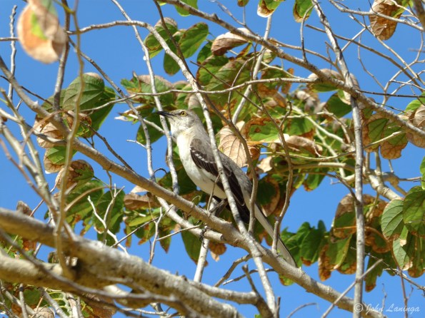 Mockingbird in Jamaica