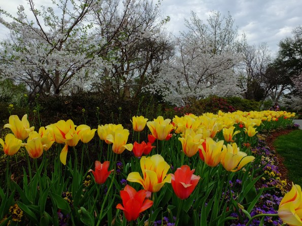 Contrast between tulips and flowering trees
