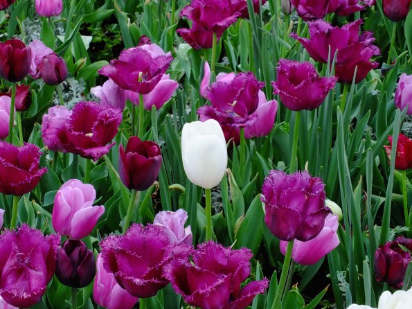 A lonely white tulip