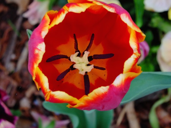 Red tulip closeup
