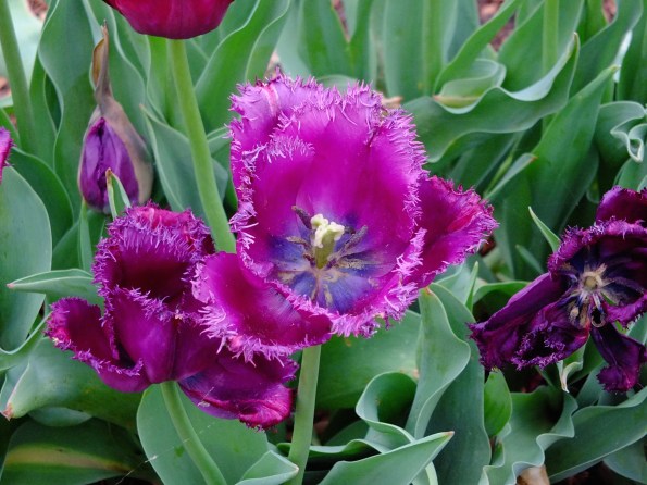 Unique purple tulip