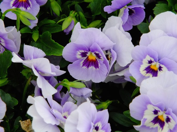 Pansies hold their own